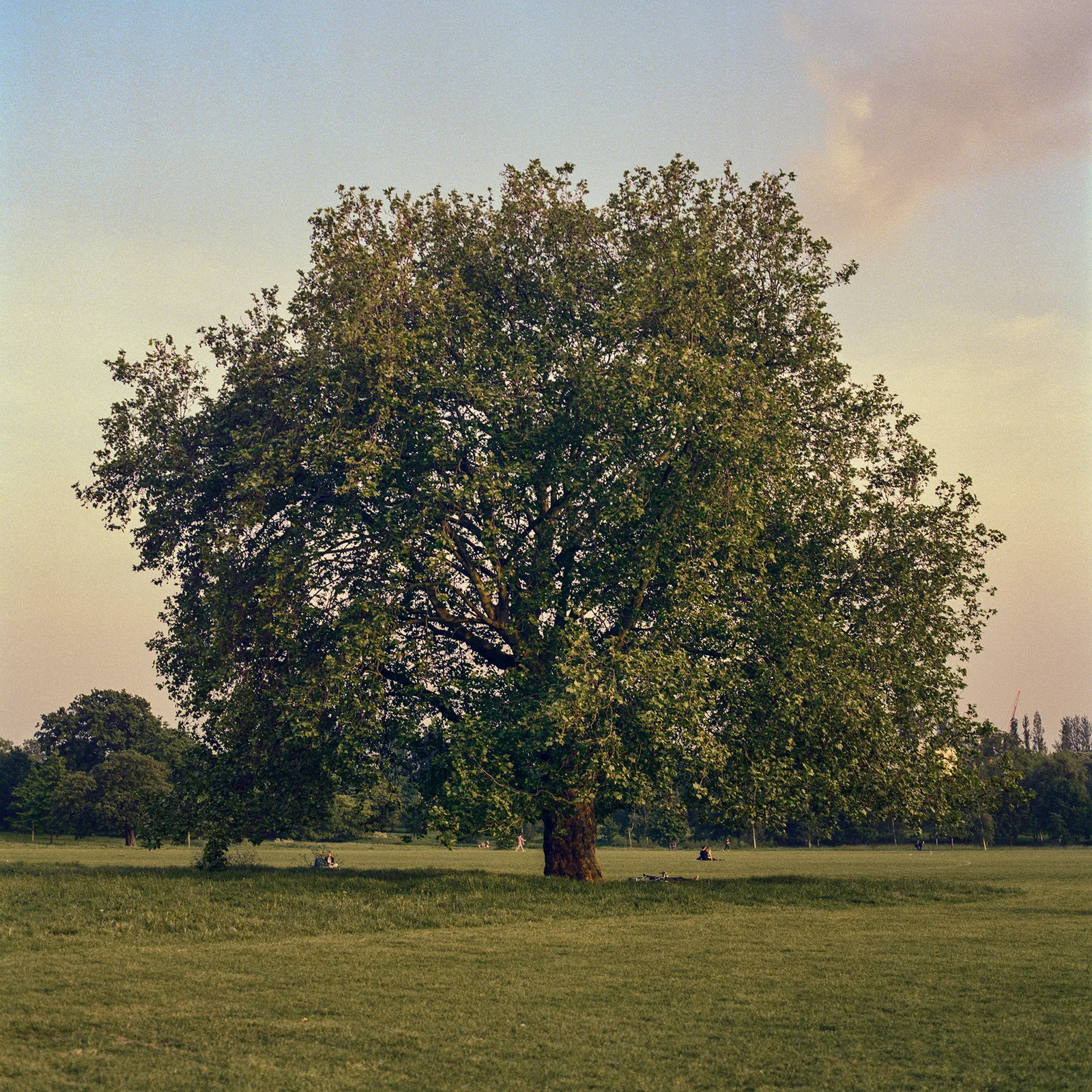 Tree In Regent Park