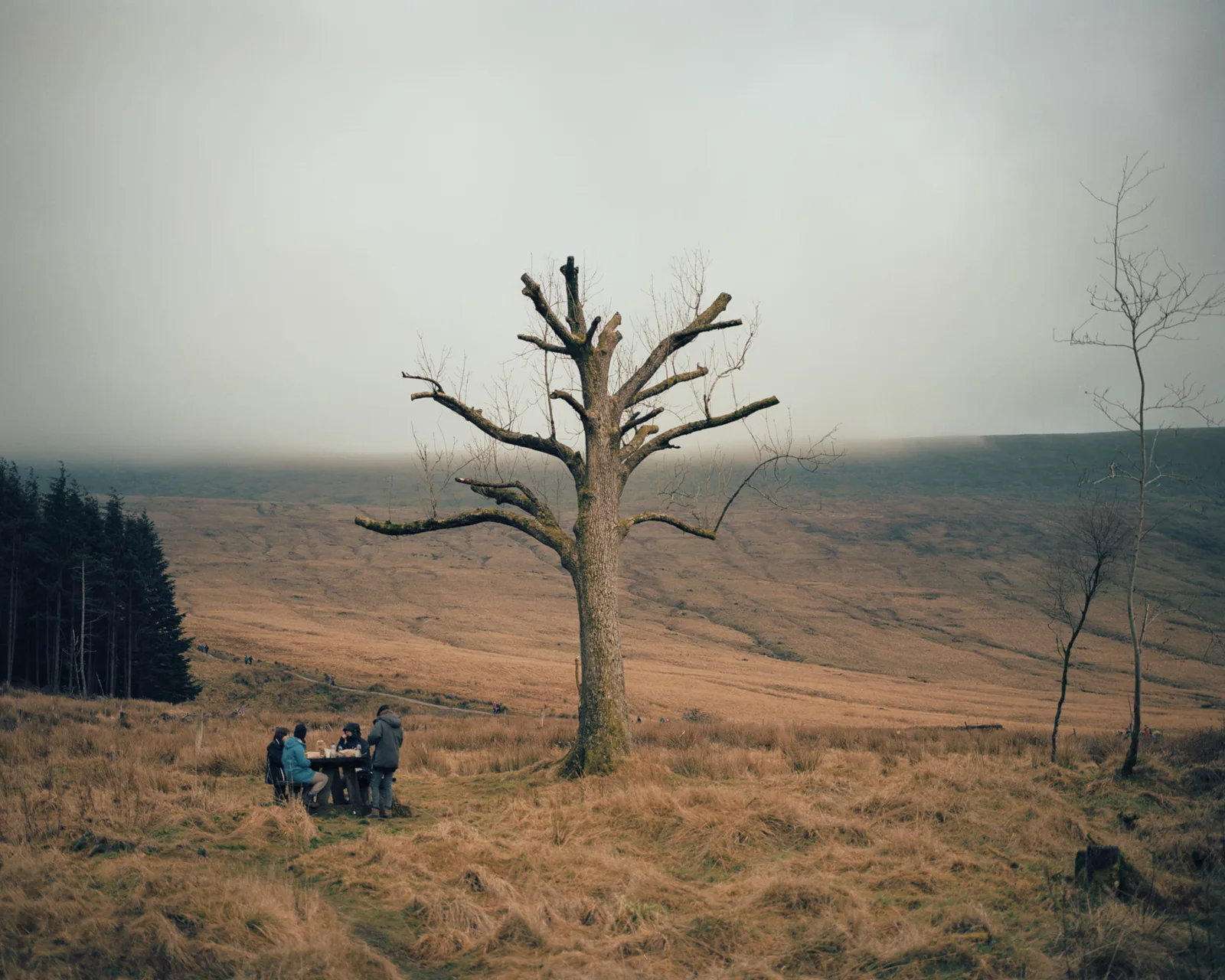 Brecon Beacons Tree